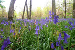 Bluebells at Laurieston Hall in May
